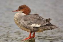 Goosander duck