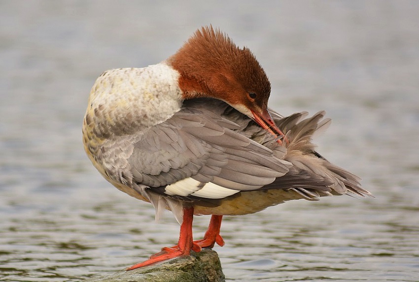 Goosander duck, Nurogęś