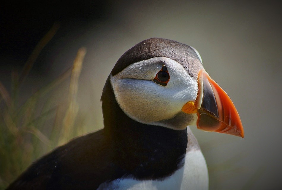 Puffin