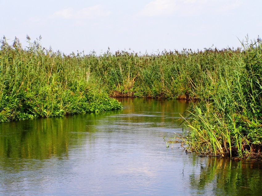 Narew w Kurowie