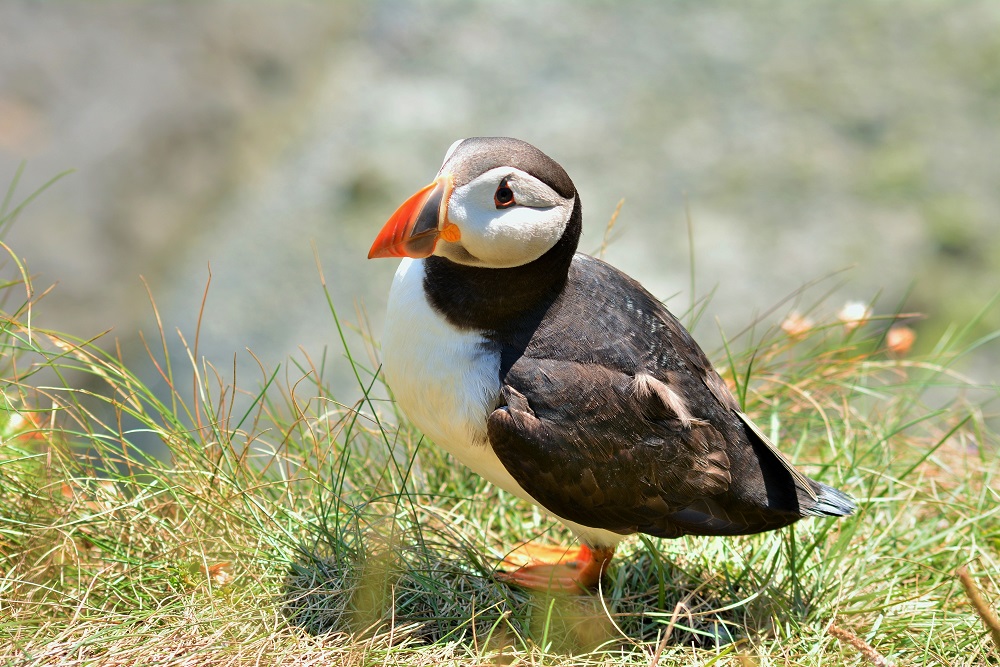 Puffin