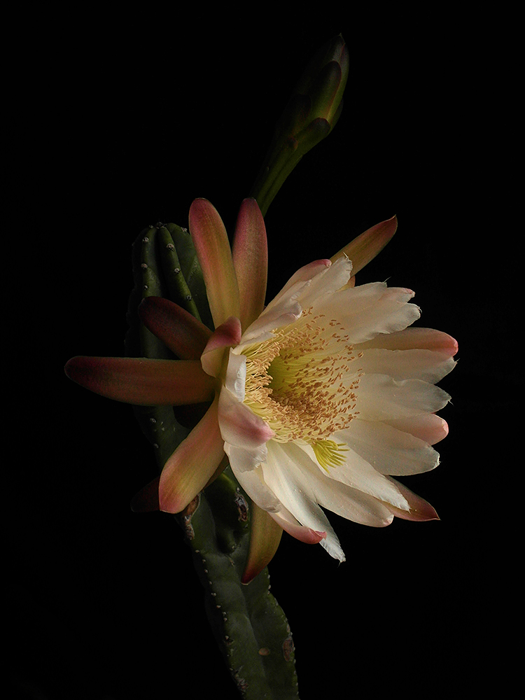 Cereus