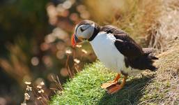 Puffin