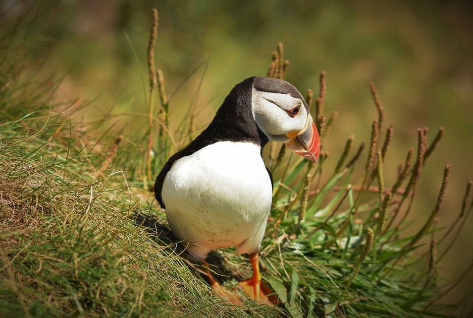 Puffin