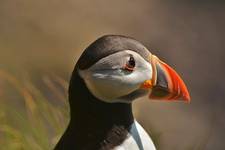 Puffin