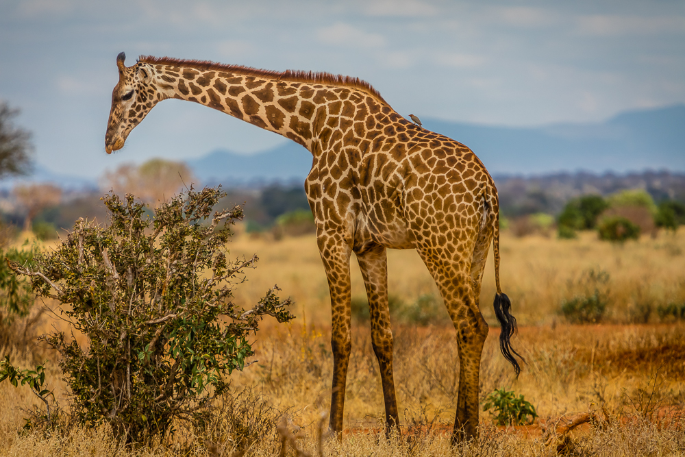 Park Tsavo