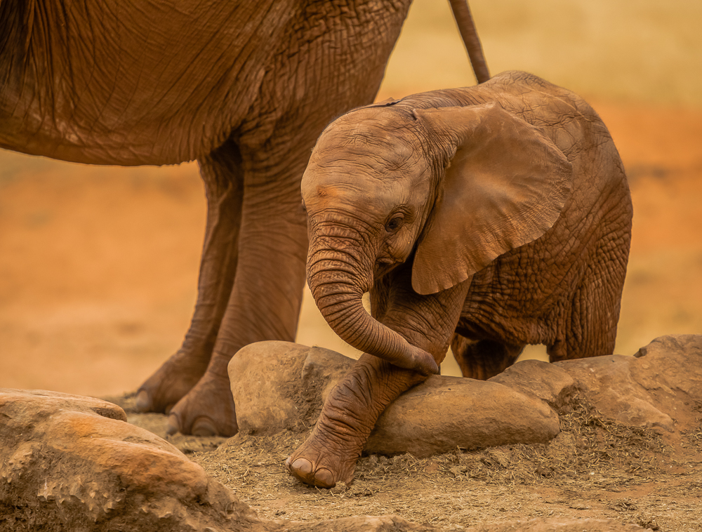 Kenia Safari 2018