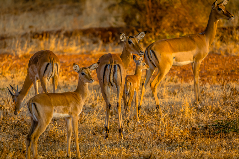 Tsavo 2018