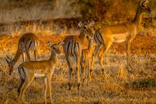 Tsavo 2018