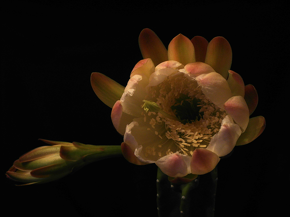 Cereus