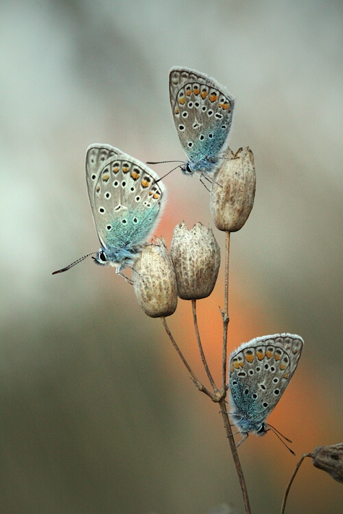 Modraszkowe trio