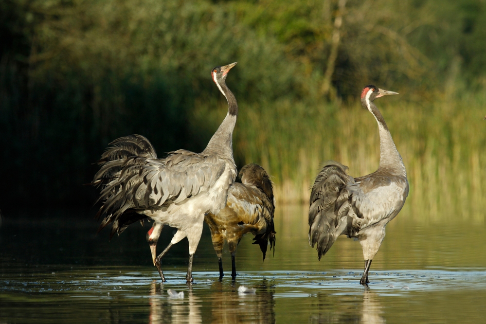 Żuraw (Grus grus)