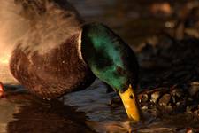 Mallard