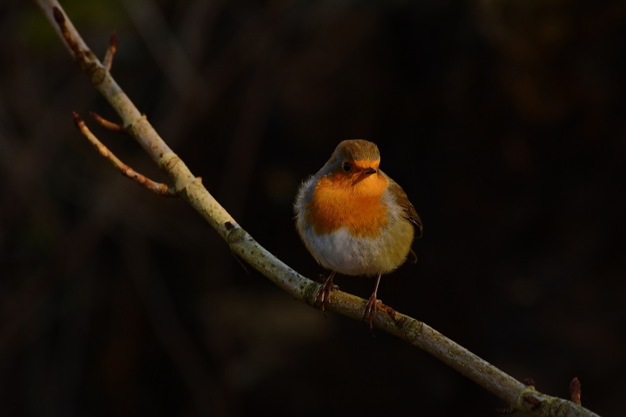 Robin