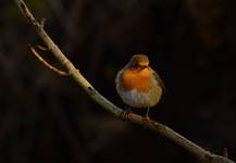 Robin