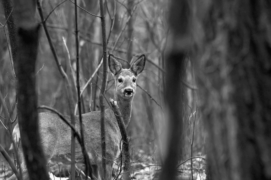 Roe deer