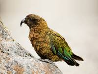 Kea