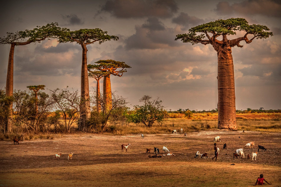 Baobab chill-out