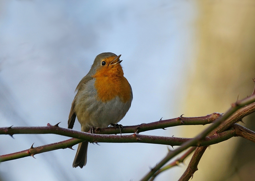 Śpiewny Robin