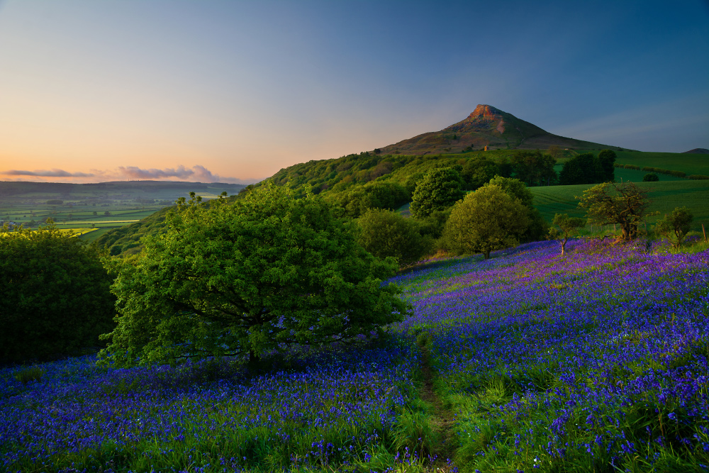 Bluebells