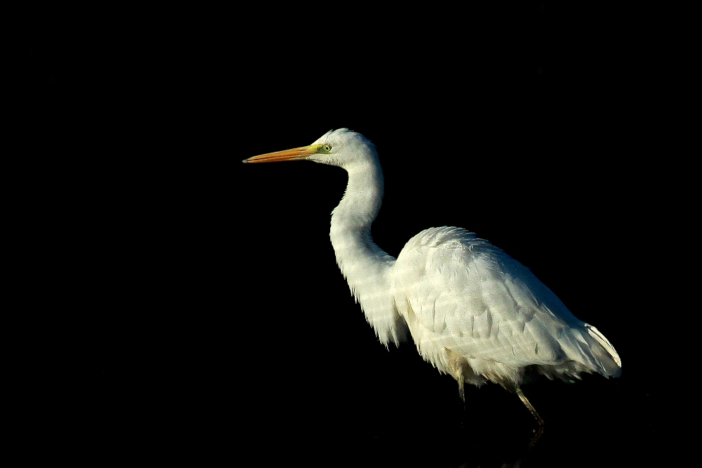 Czapla biała (Egretta alba)