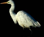 Czapla biała (Egretta alba)