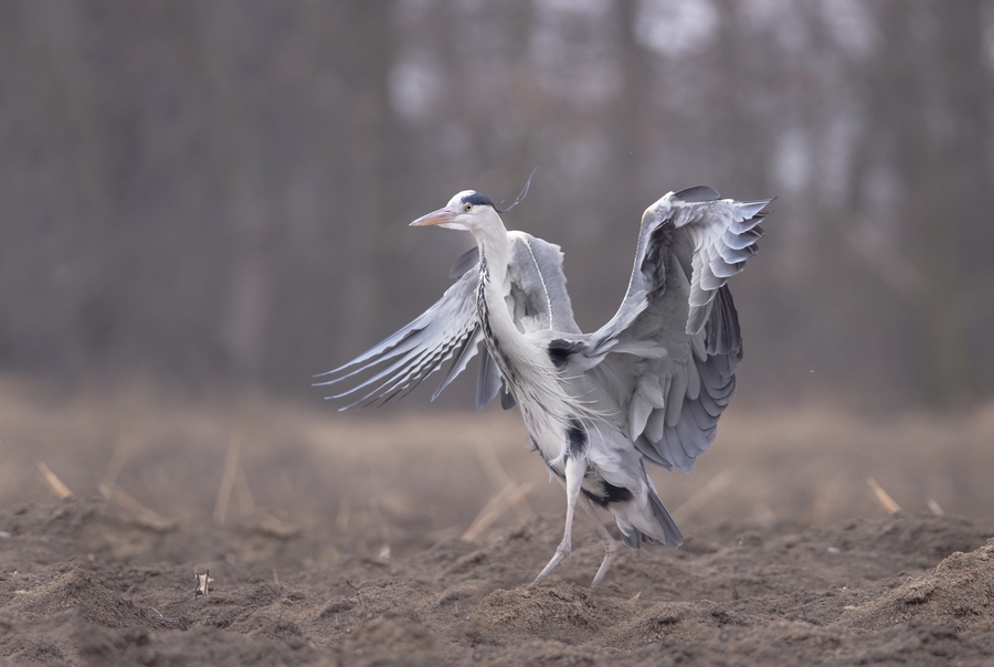 Czapla siwa