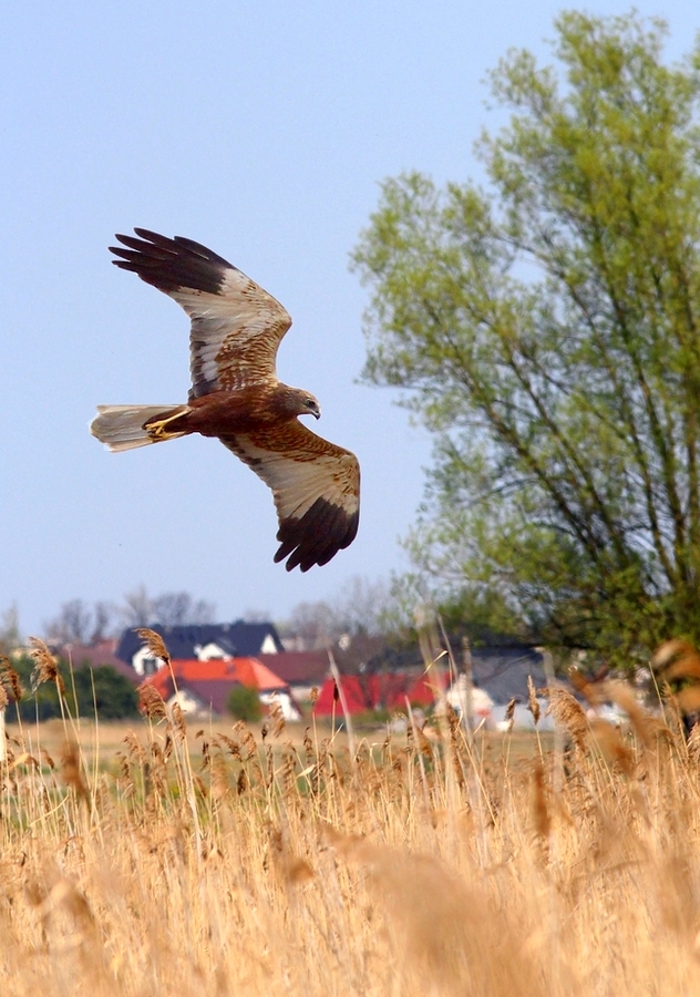 Błotniak stawowy