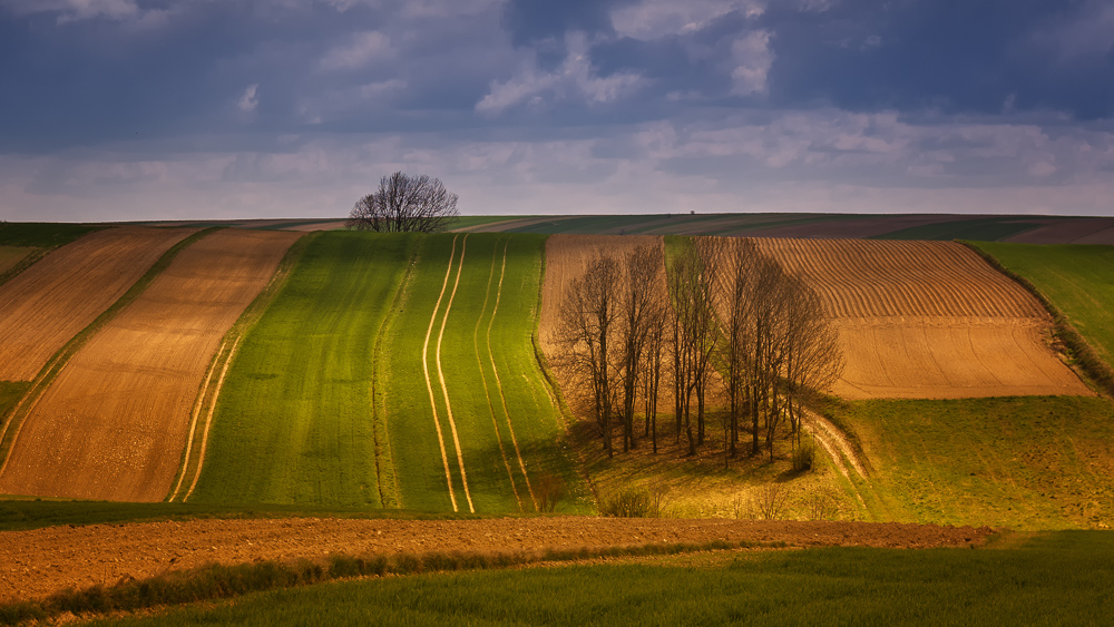 Wzory na polach