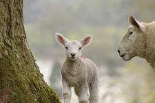 lamb