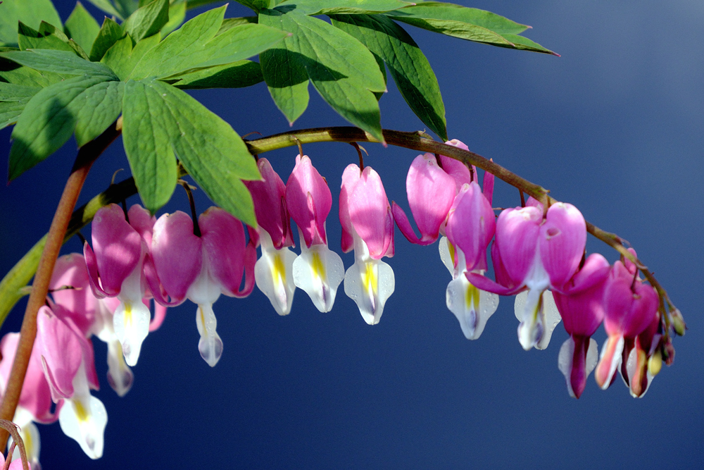 Serduszka okazałe (Lamprocapnos spectabilis)