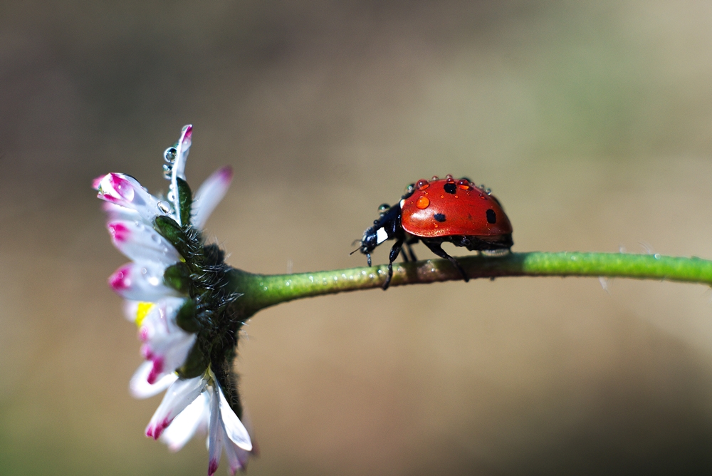 TumiTum