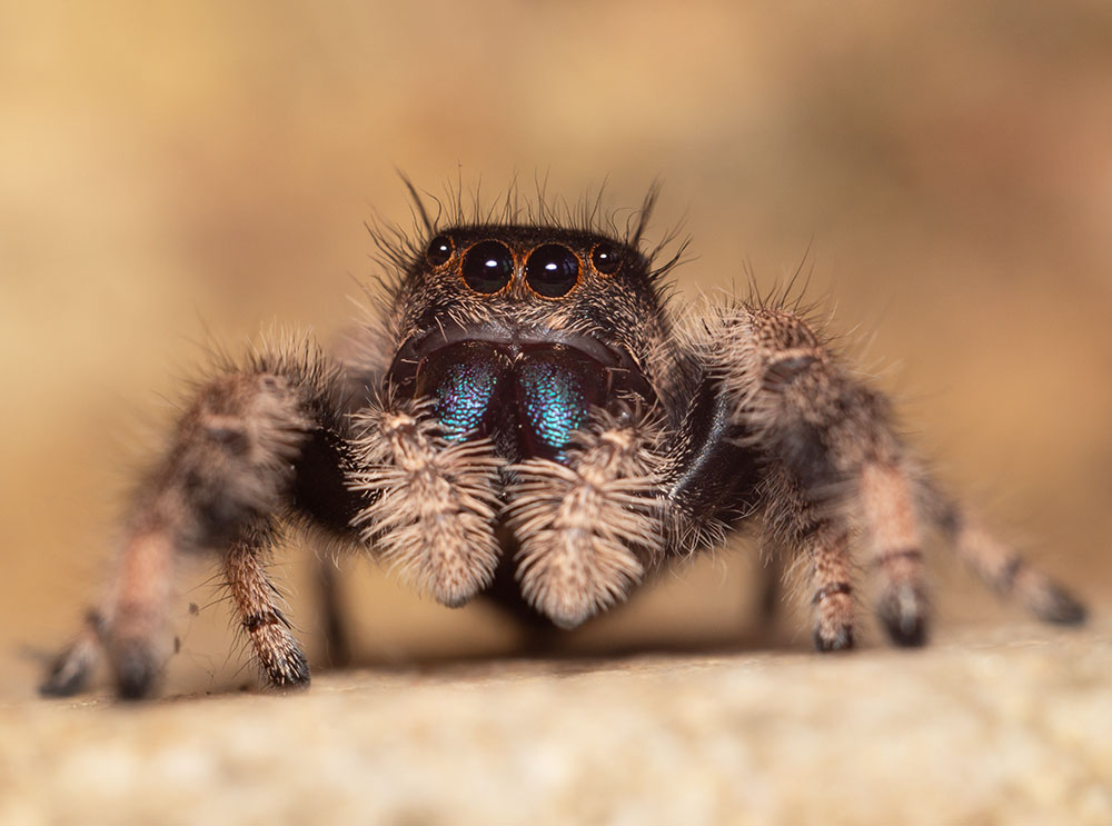 phidippus redius