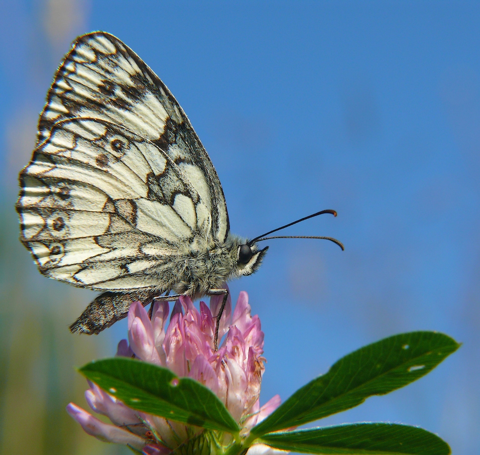 motyl