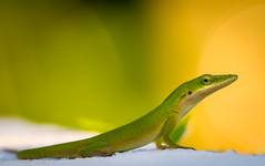 Cuban Green Anole