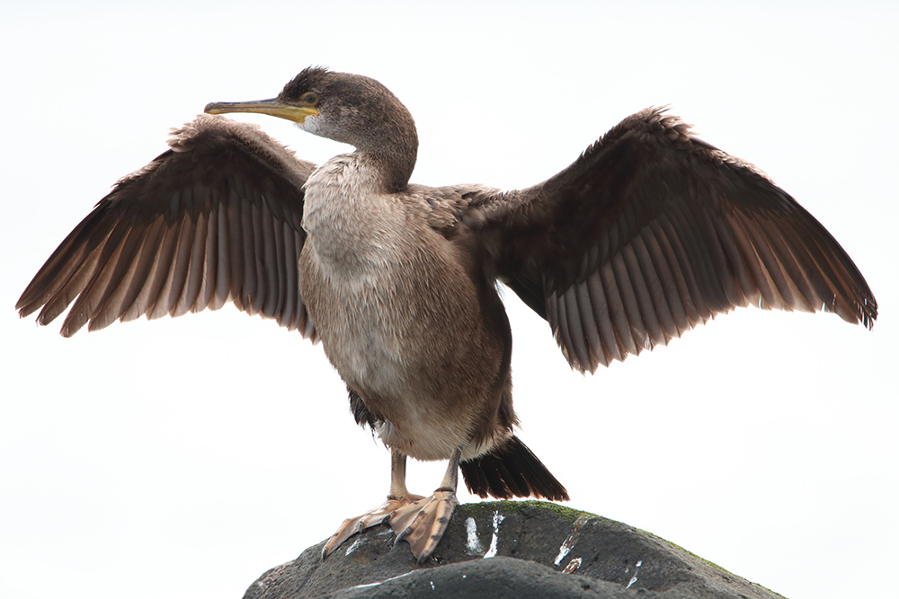 Kormoran