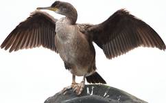 Kormoran