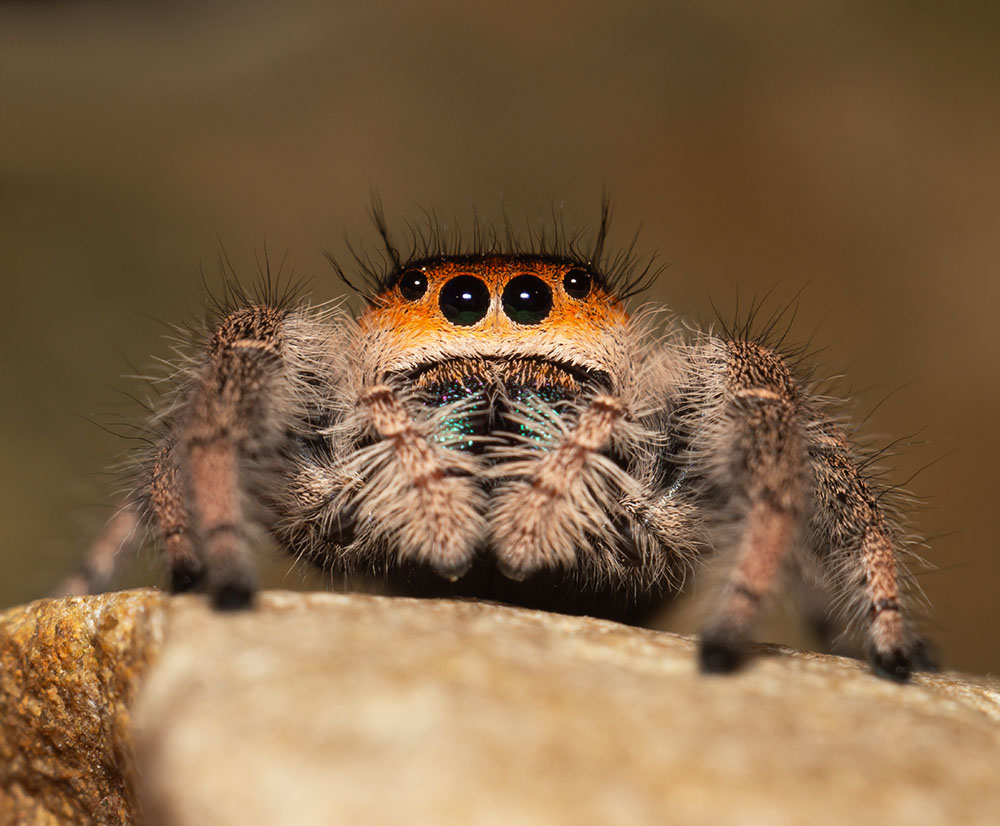 Phidippus regius