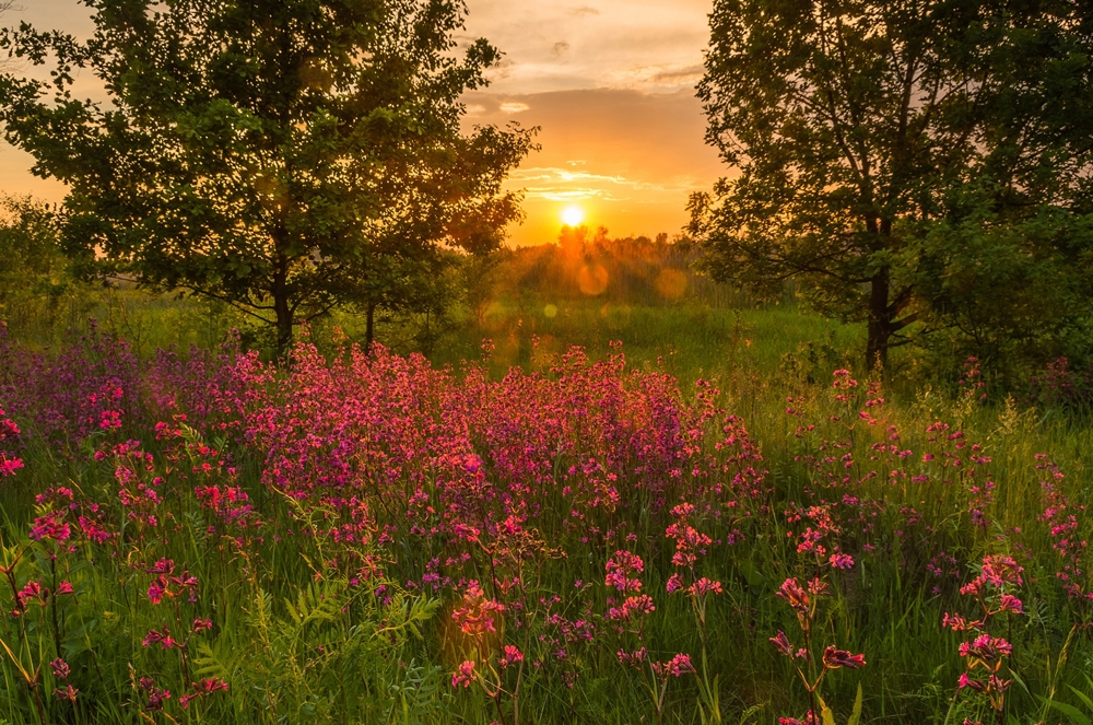 golden hour