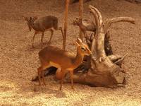 Dik dik