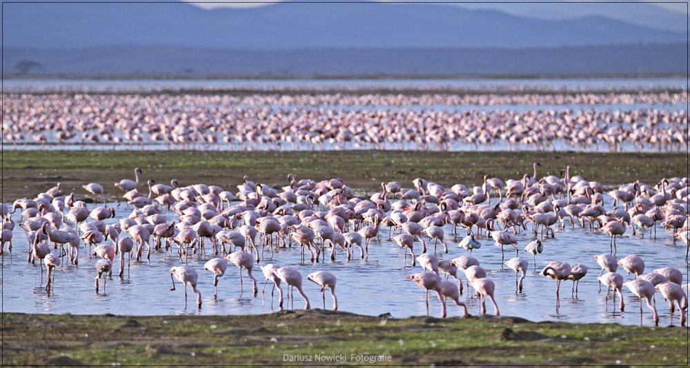 Flamingi. Kenya