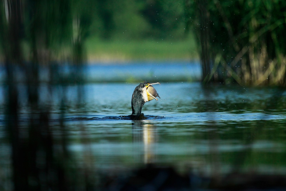 Kormoran