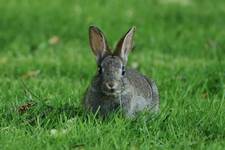 Wild rabbit