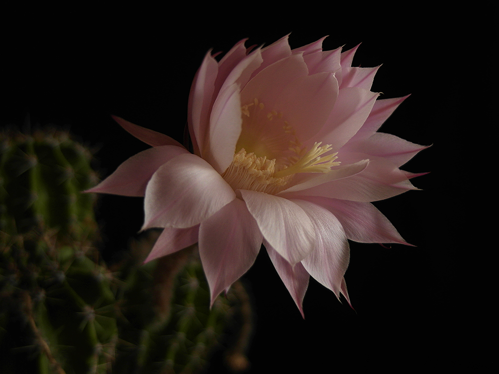 Echinopsis