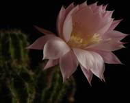 Echinopsis