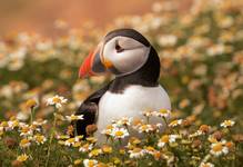 Puffin