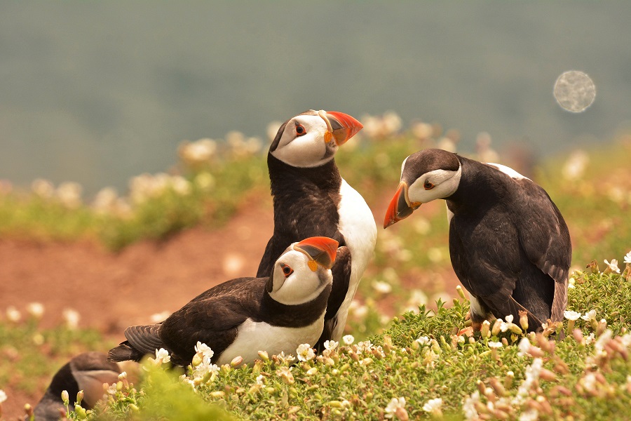 Puffins