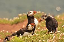 Puffins