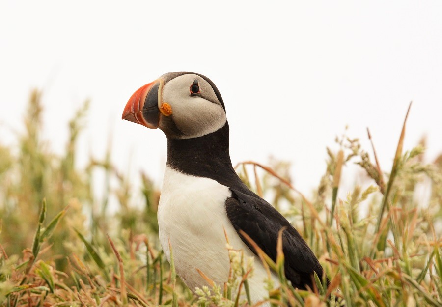 Puffin