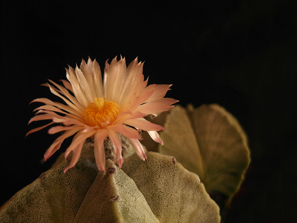 Astrophytum